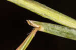 Lopsided Indiangrass